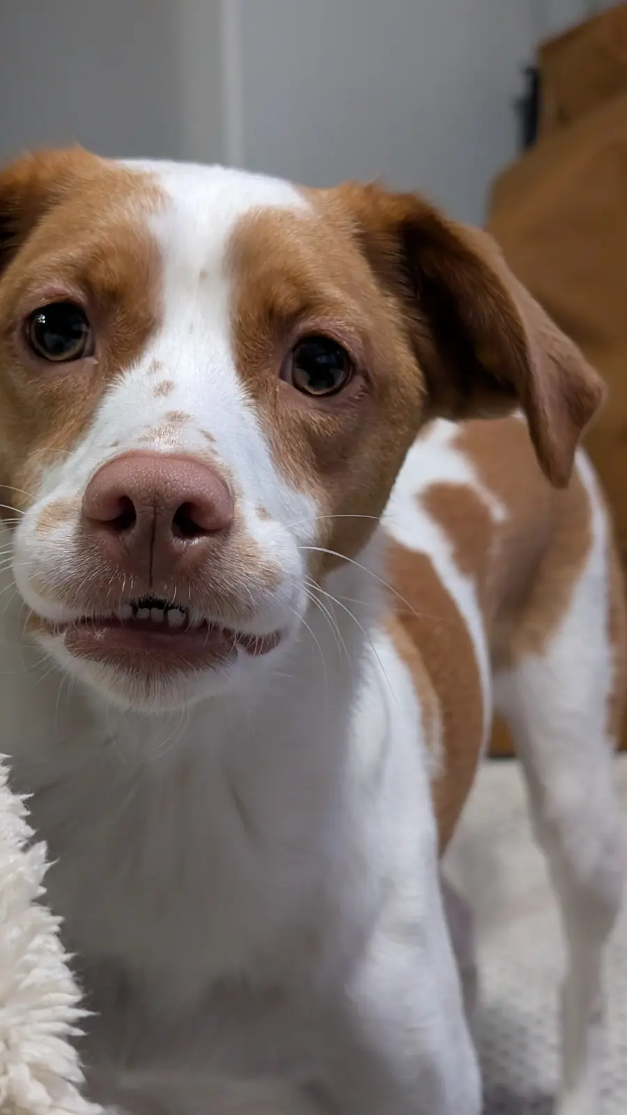 A close-up photo of a brown and white dog with large, expressive eyes looking directly at the camera, its mouth slightly…