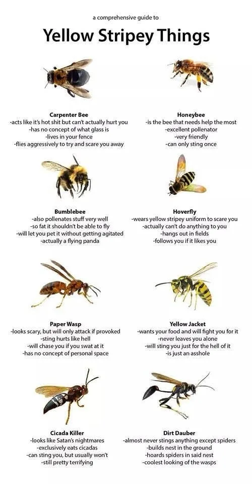 An infographic titled 'a comprehensive guide to Yellow Stripey Things' displays eight different insects with yellow stripes…