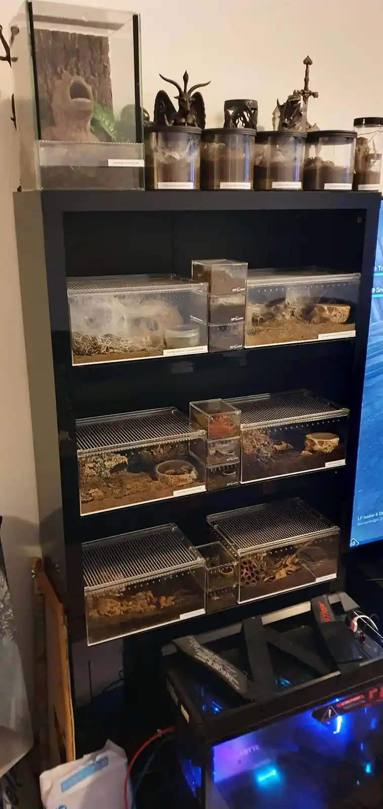 A tall black shelving unit is filled with multiple transparent terrariums and containers, each housing various small animals…