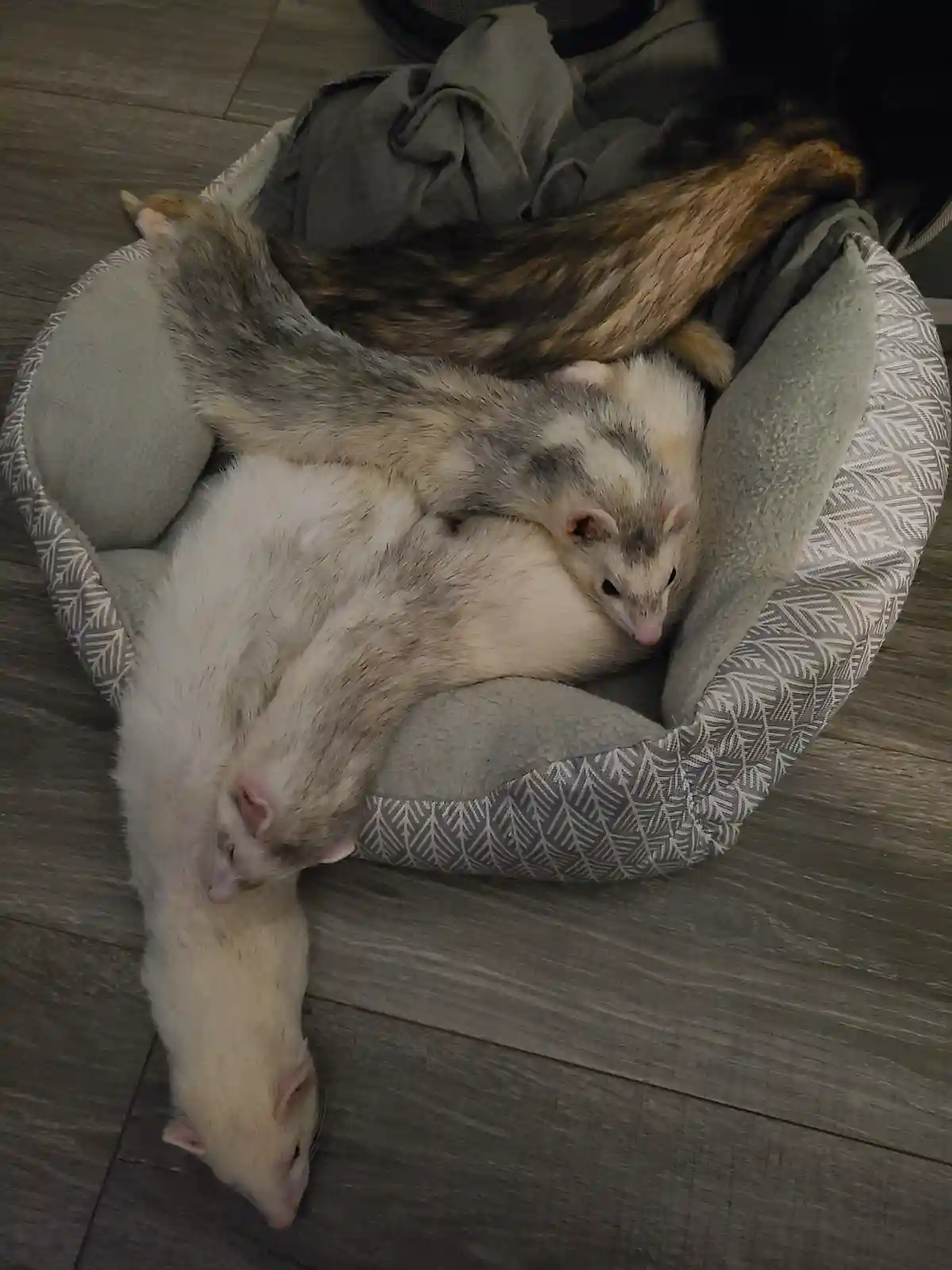 Three ferrets are tangled together in a grey patterned pet bed on a wooden floor, with one ferret's body extending out of…