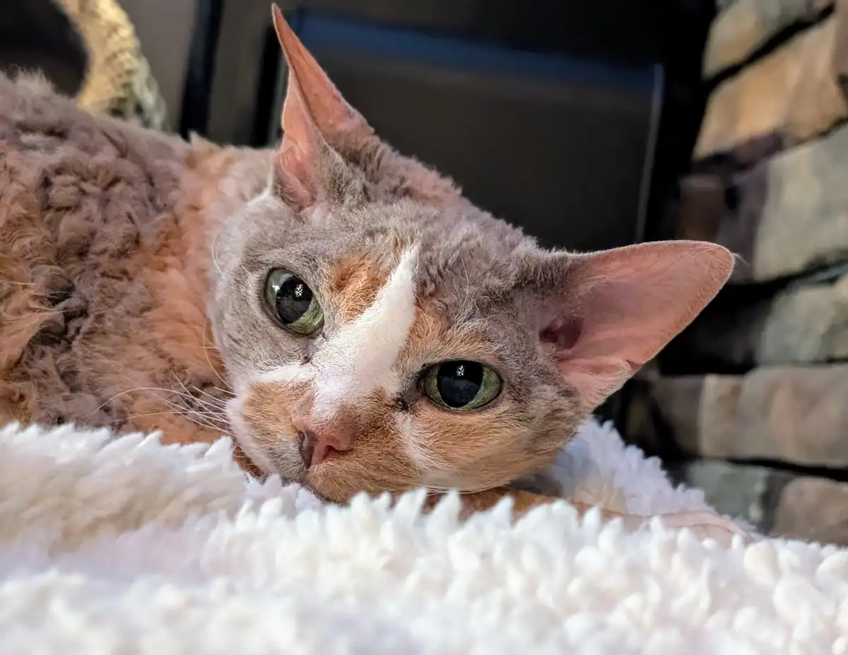 A close-up of a curly-haired cat with green eyes and a white stripe on its face, resting on a fluffy white blanket. The cat…