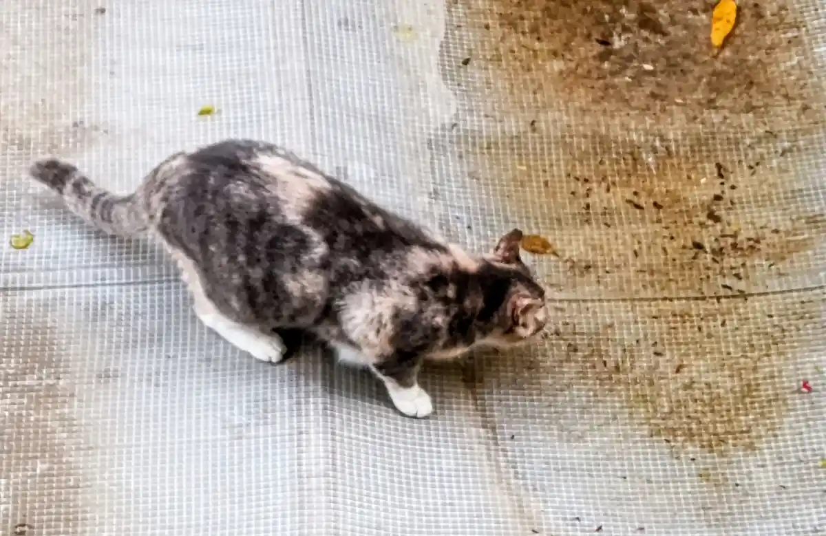 A Cat's Adventure on a Rain-soaked Roof