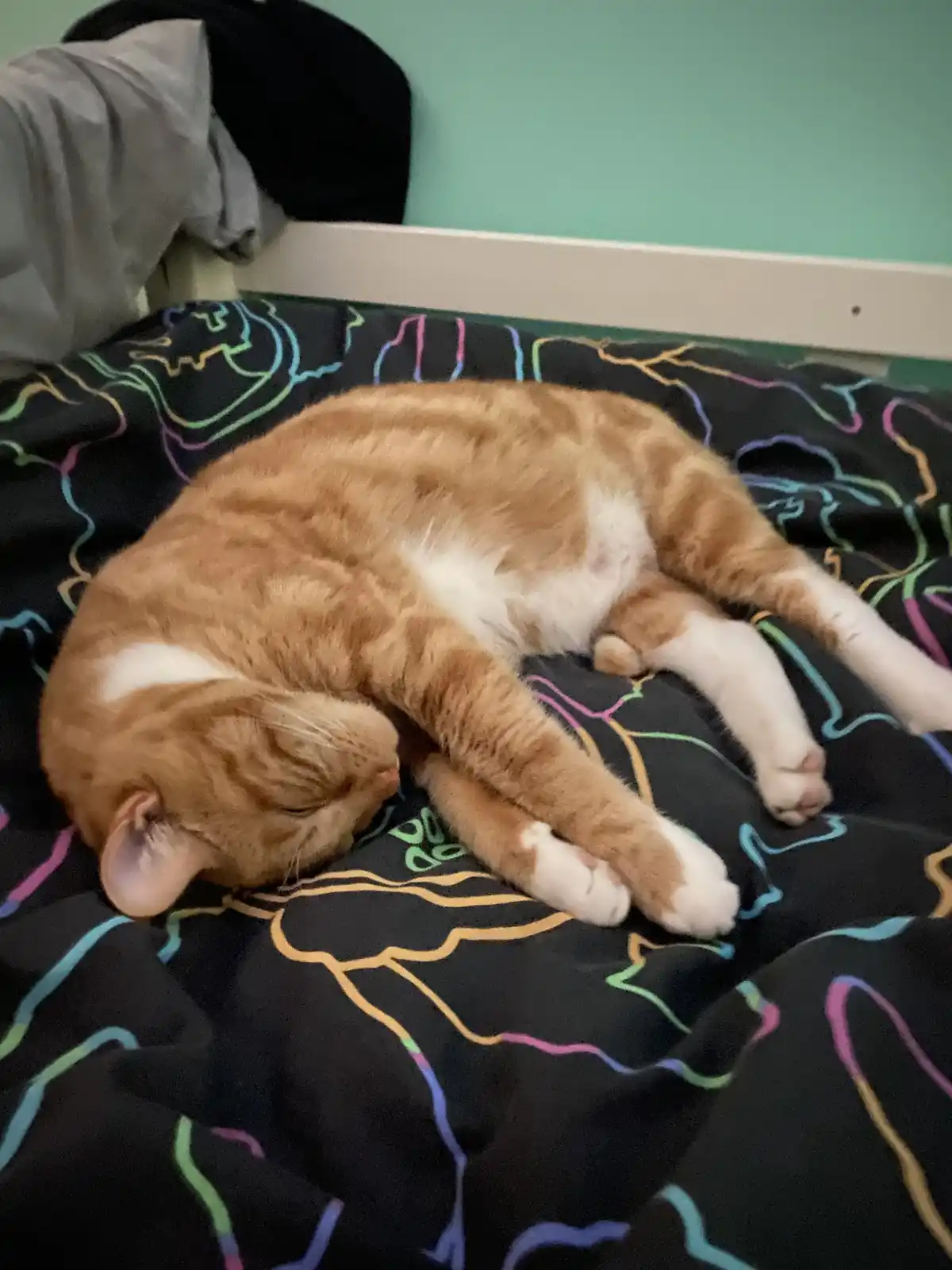 An orange and white tabby cat is curled up and sleeping soundly on a black comforter with colorful neon line patterns. The…