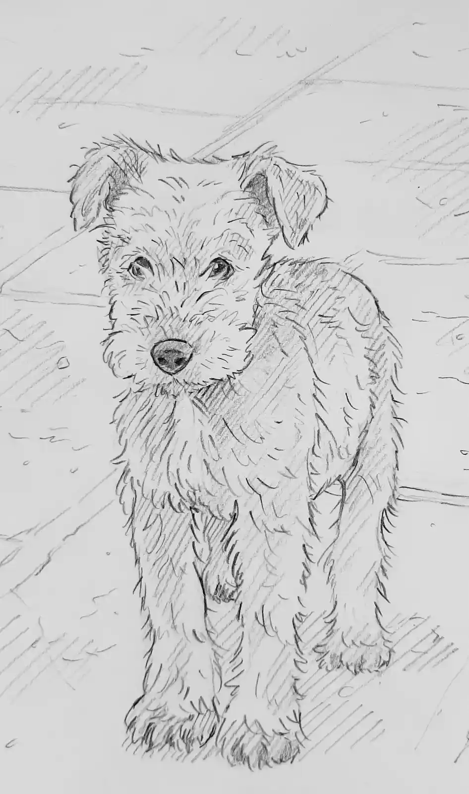 I Drew a Cute Little Terrier!