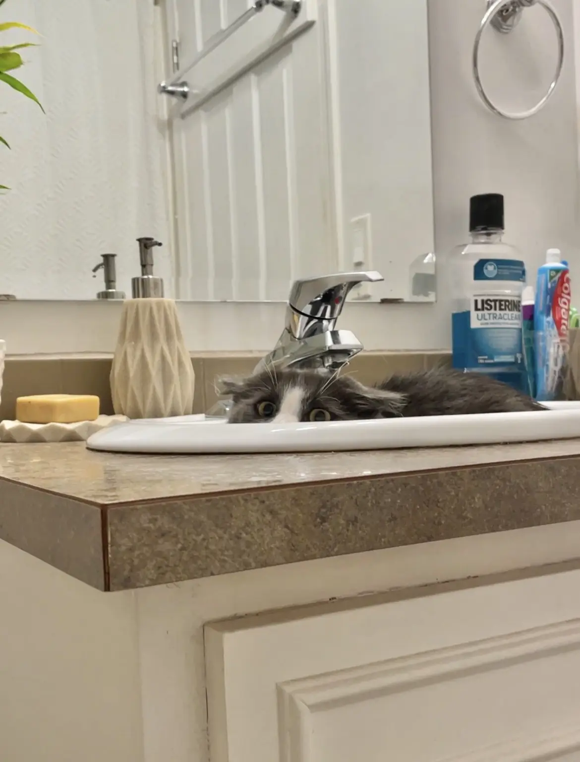 A fluffy gray and white cat is lying in a bathroom sink, with only its head and wide eyes visible above the rim. The sink is…