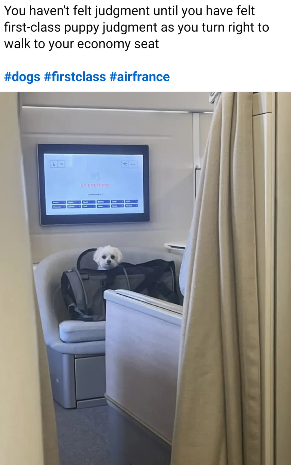 A small white fluffy puppy peeks out from a black pet carrier sitting in a plush, spacious first-class airplane seat. Above…