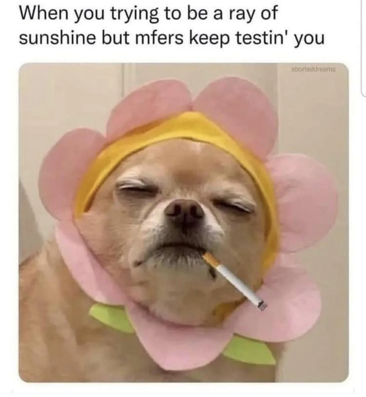 Memes to Brighten Your Thursday Evening!