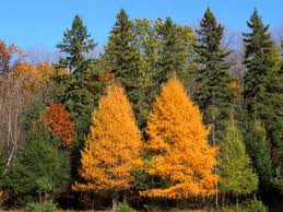 two vibrant golden-yellow deciduous trees stand prominently in the foreground, surrounded by darker green coniferous trees…