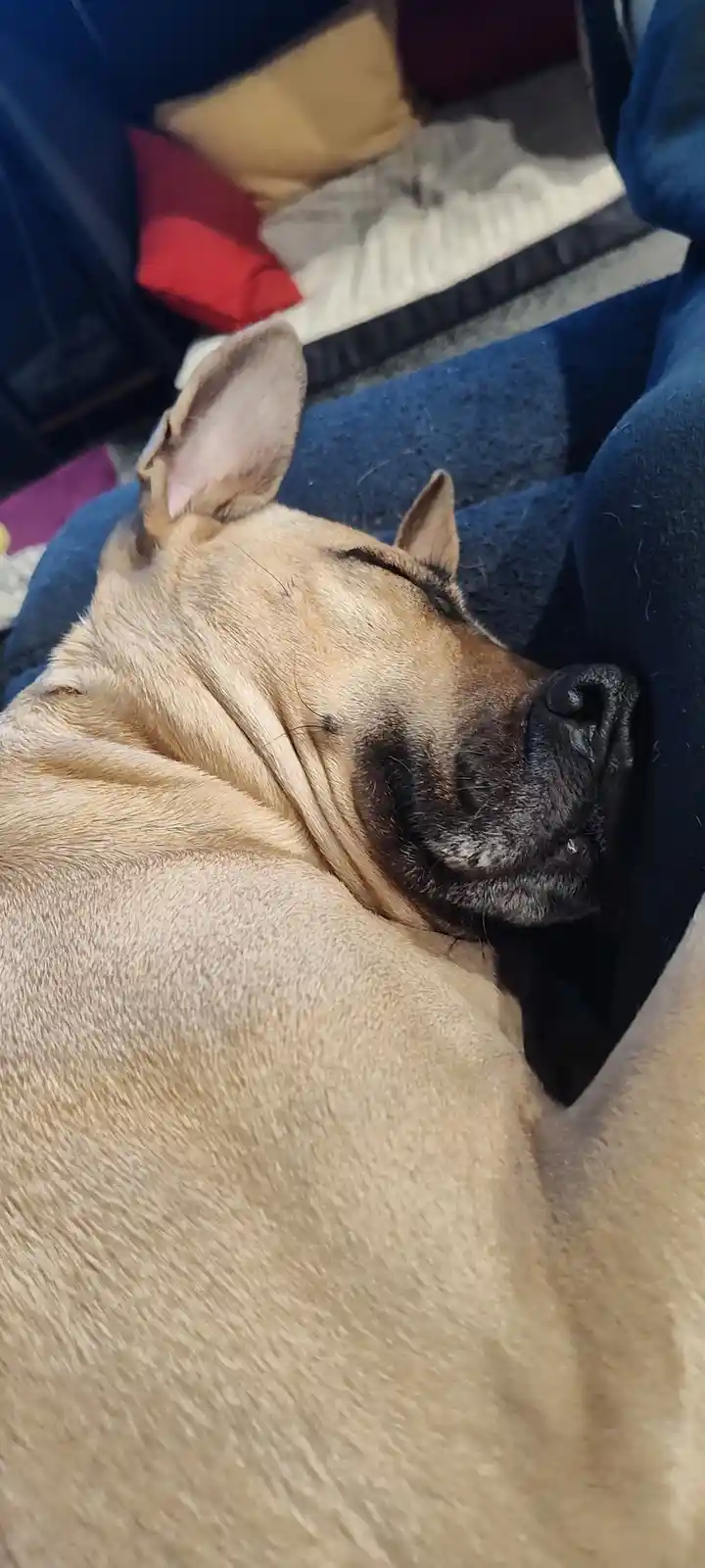A tan dog with a black muzzle is sleeping peacefully on a person's lap, nestled against blue fabric. The dog's eyes are…