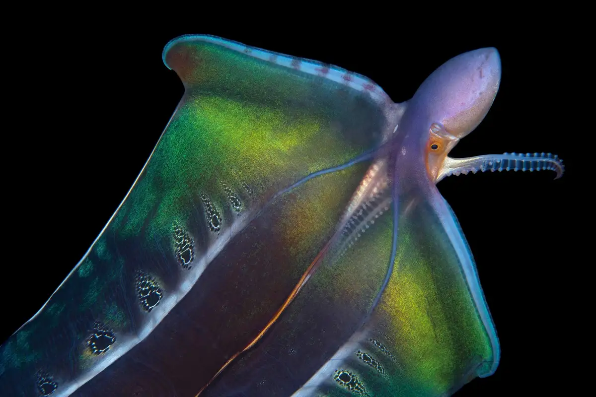 A close-up photograph of a vibrant, iridescent squid against a black background, showing its large, translucent body with…