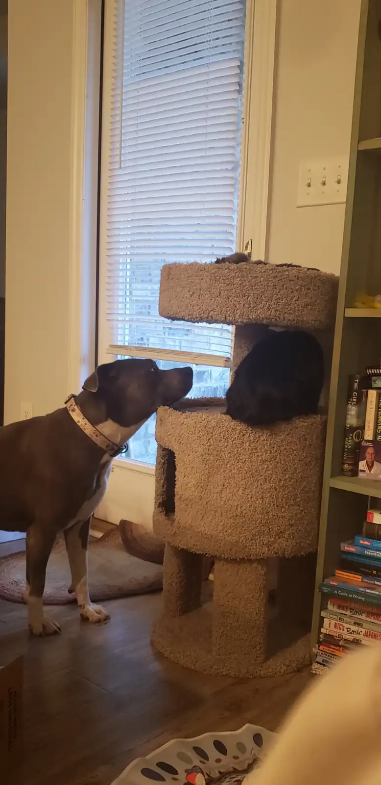 Looking for Loving Homes for My Two Adorable Cats!