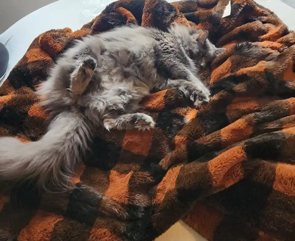 A fluffy gray cat is sleeping on its back on a brown and orange checkered blanket, paws up in the air. The overlaid text…