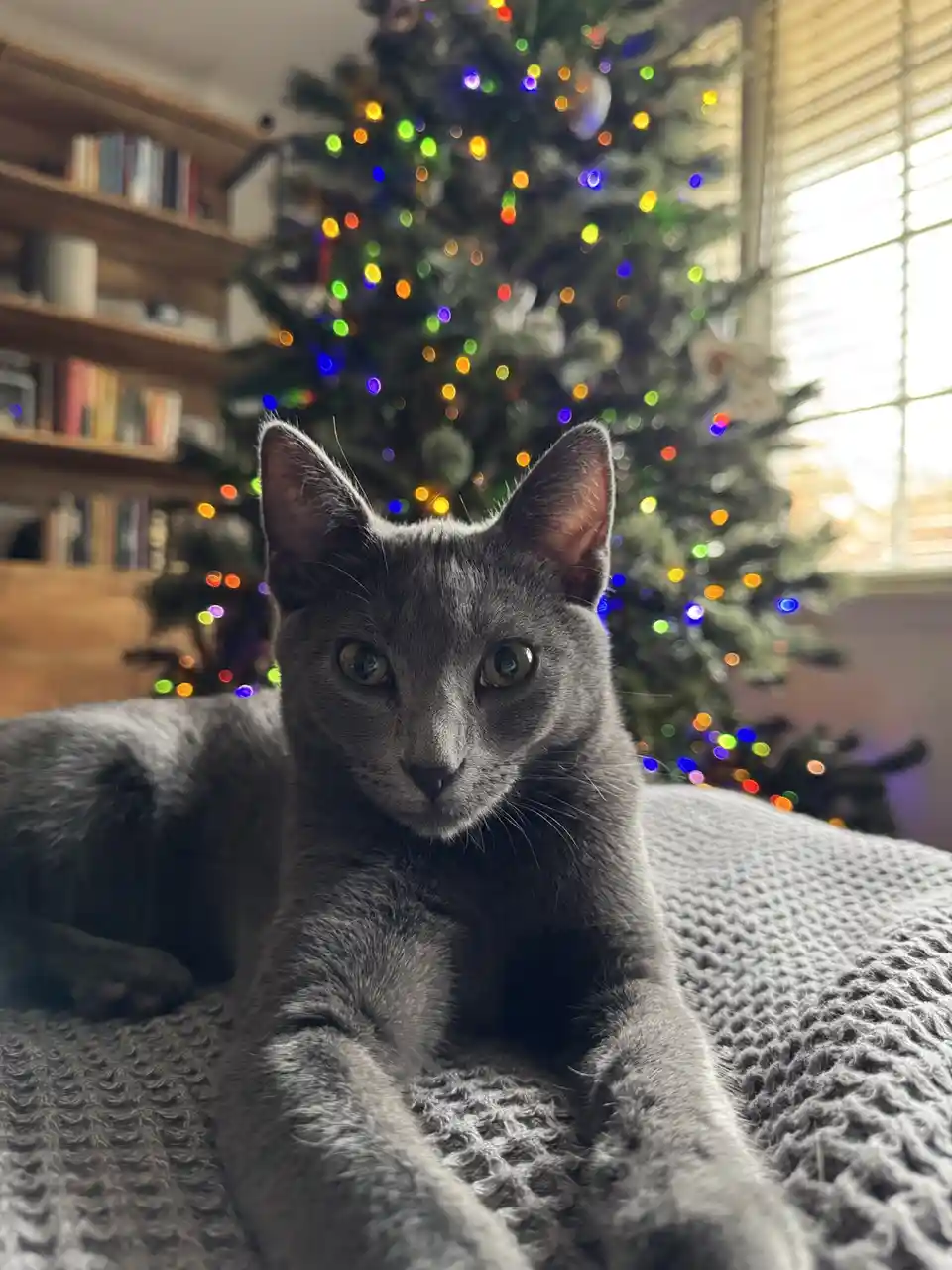 A gray cat with wide, unimpressed eyes stares directly at the camera while lying on a textured gray blanket. Behind it, a…