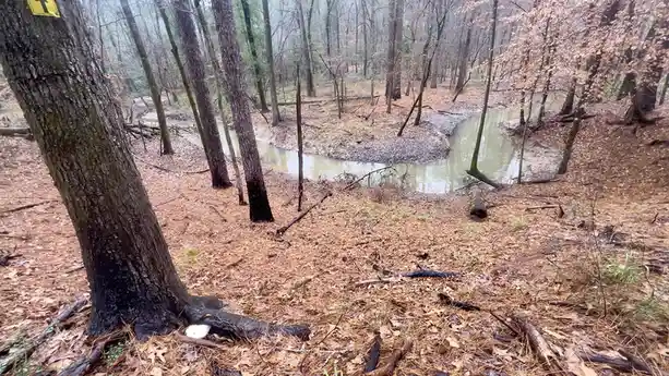 The Majestic Lion's Mane Along the Scenic Trail Between The Lakes