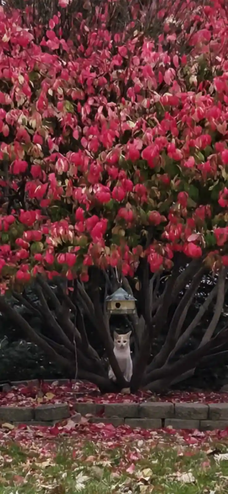 Kittens frolicking in the burning bush - a sight to behold!