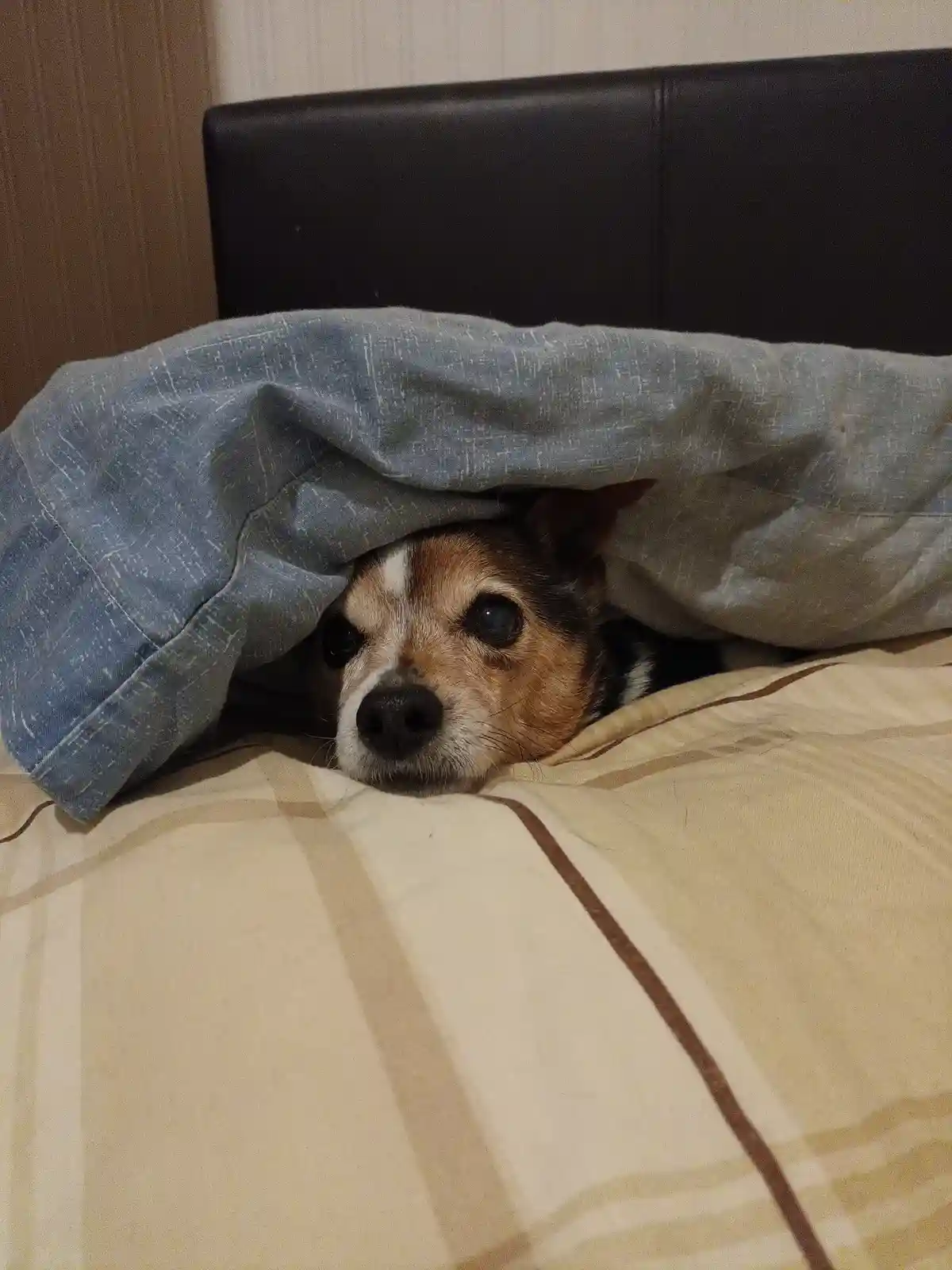 A small dog with brown, black, and white fur peeks out from under a blue-gray blanket on a bed with beige and brown striped…