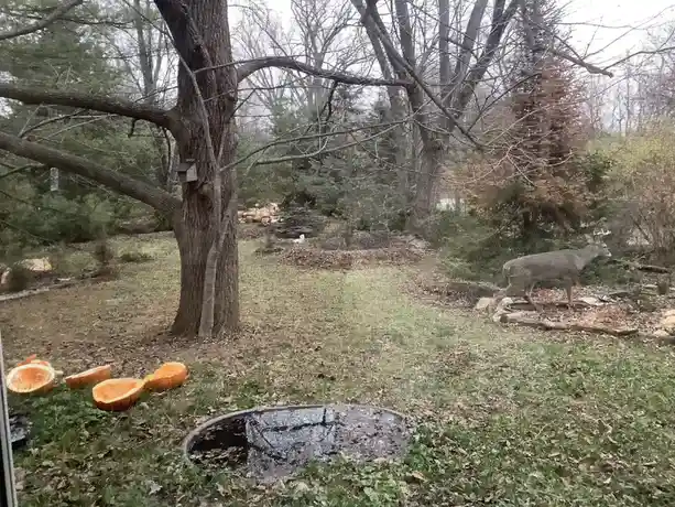 A view through a screen door shows a backyard with a deer walking near some pumpkins and a fire pit, with trees and grass…