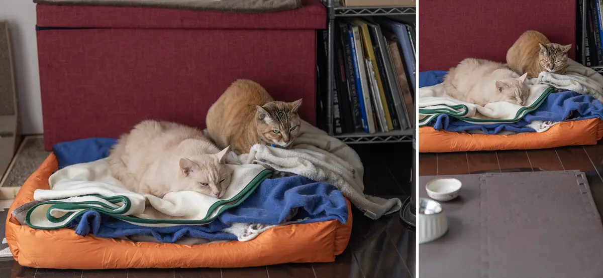 Two cats are on a multi-layered blanket on an orange pet bed. One cat is sleeping soundly while the other sits upright…