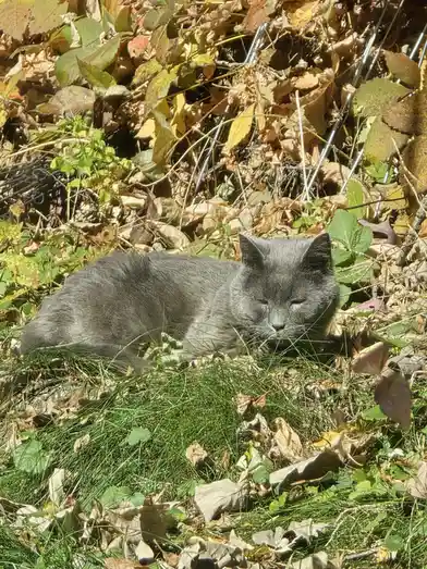Just Your Average Cat