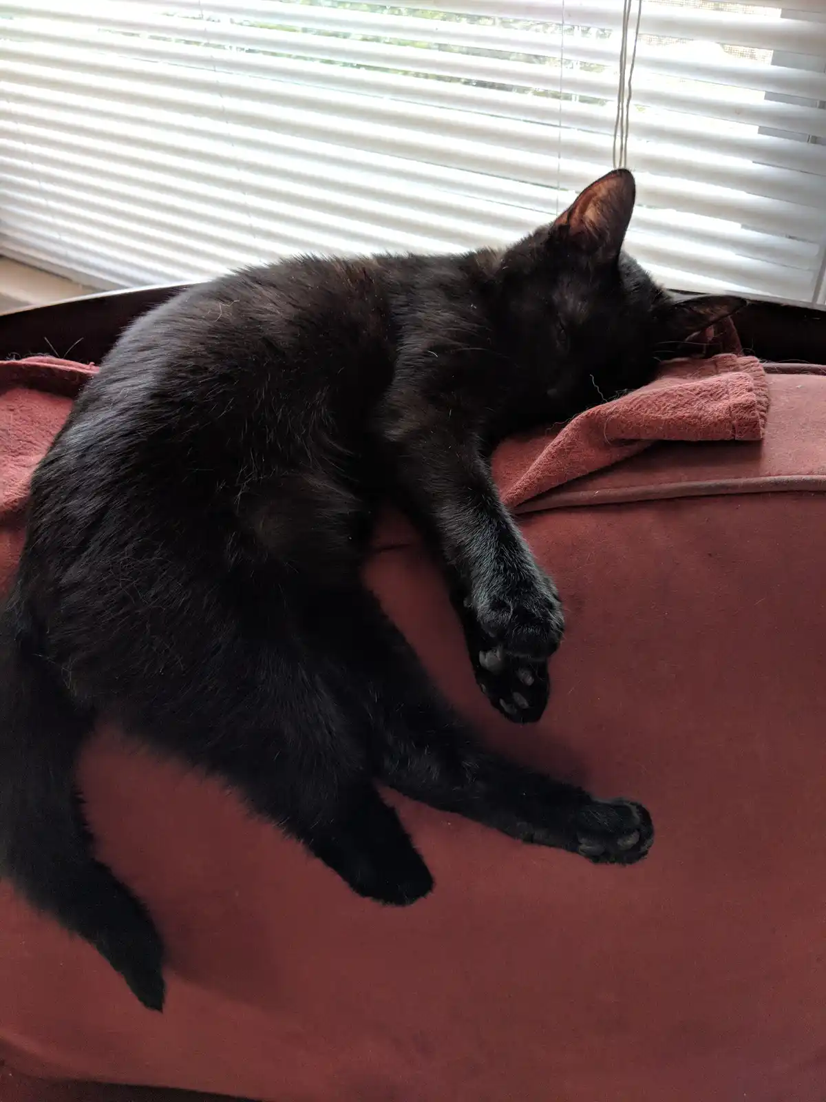 The Adorable Little Leg of a Hufflepuff