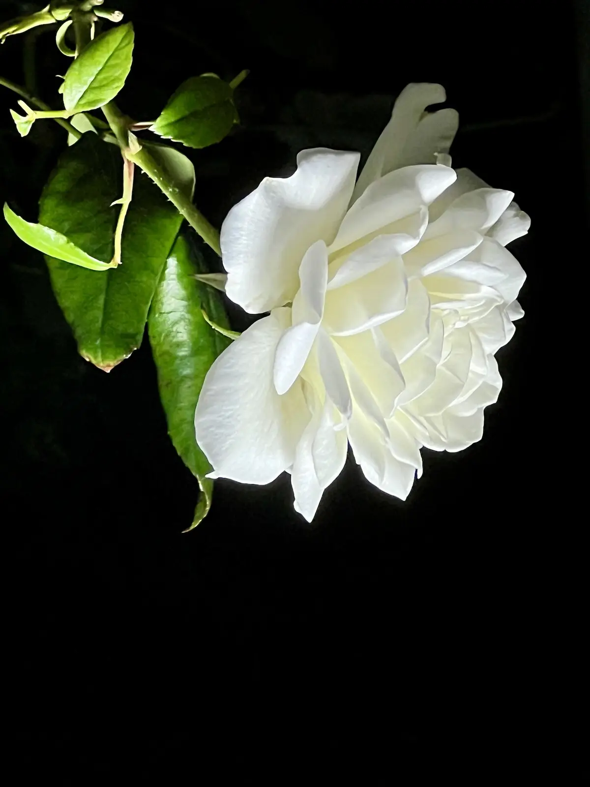A single white rose with green leaves and stem is photographed against a solid black background, creating a stark contrast…