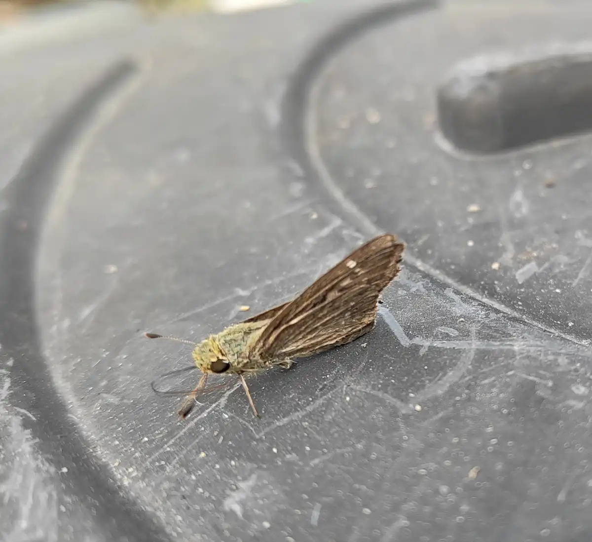 Meet the Happy Moth: Nature's Joyful Flutter