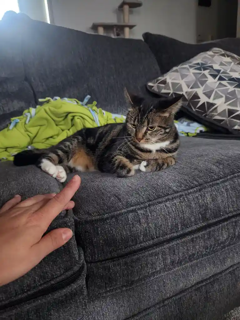 A tabby cat with a white chest and paws lies on a gray couch, looking annoyed as a human hand points at it. A green blanket…