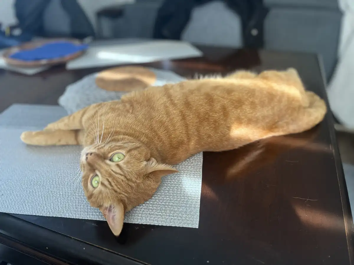 An orange tabby cat is stretched out horizontally on a dark wooden table, lying on a grey textured placemat. Its body is…