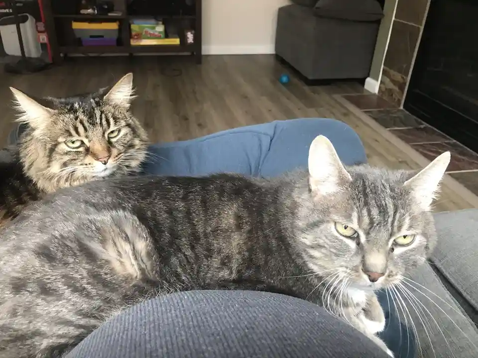Two tabby cats with grumpy, unimpressed expressions sit on a person's lap and legs in a living room. The cat in the…