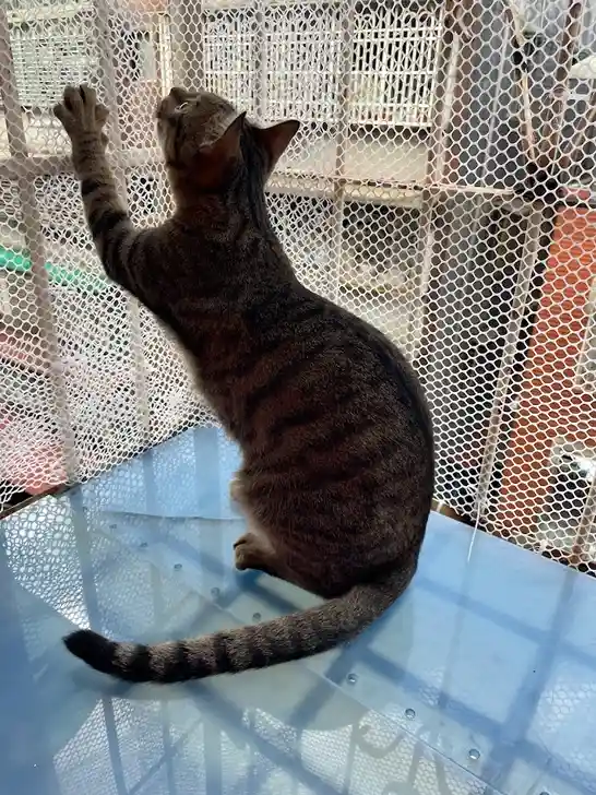 Feline Friend Alert!
