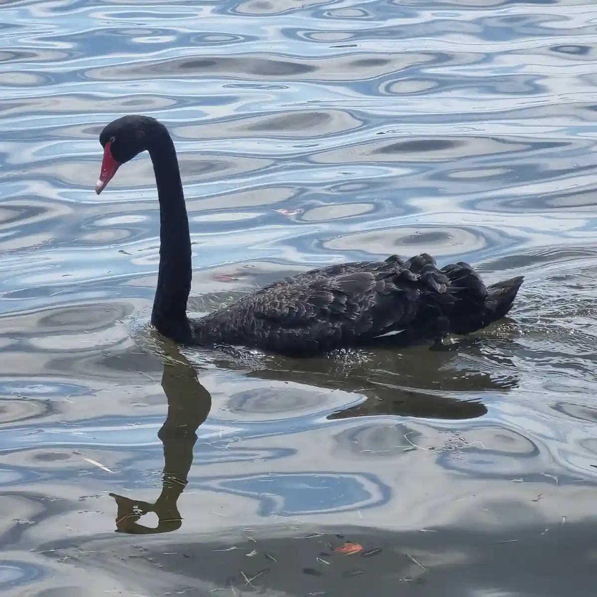 A black swan with a long neck and red beak swims gracefully in rippling water, its reflection visible below. The image is…