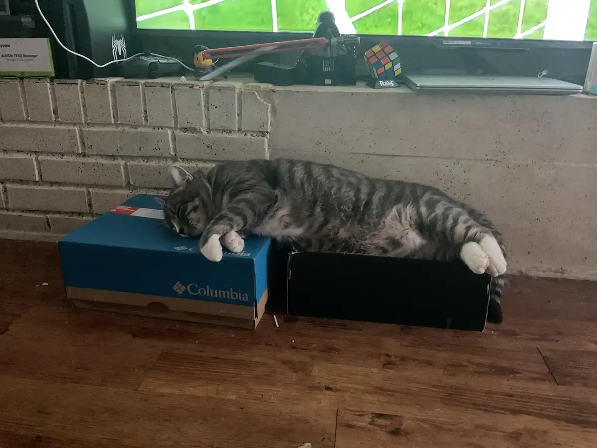 A gray tabby cat is stretched out and sleeping across two shoeboxes, one blue Columbia brand and one black, on a wooden…