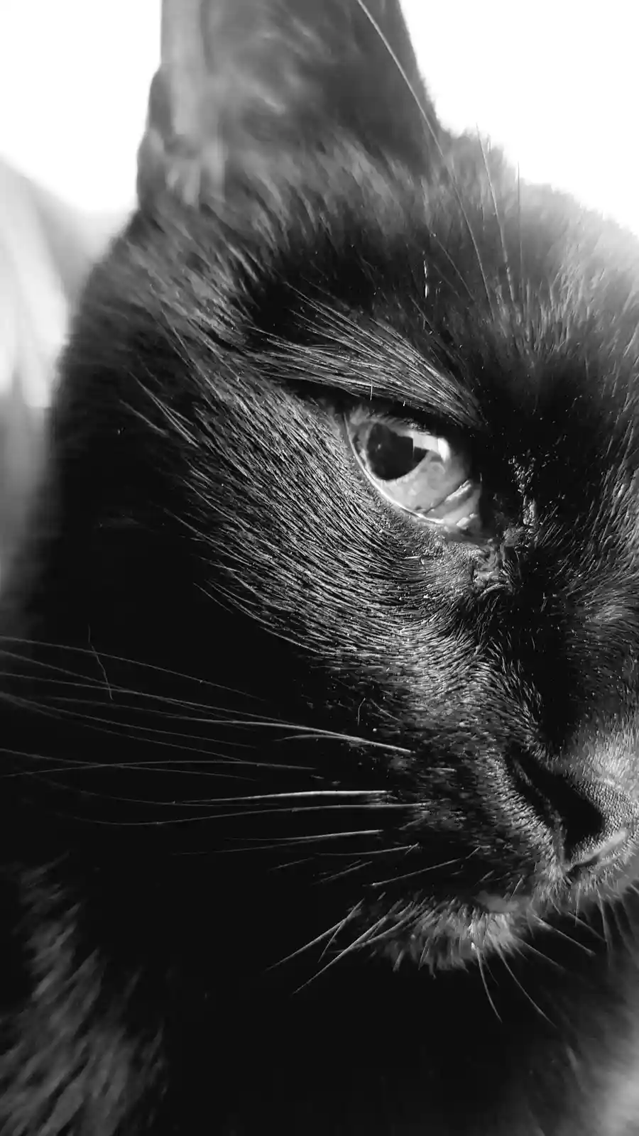 A black-and-white close-up photo of a black cat's face, focusing on its intense eye and whiskers, with overlaid text reading…
