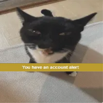A black and white cat with a grumpy, unimpressed expression stares directly at the camera while sitting on a light-colored…