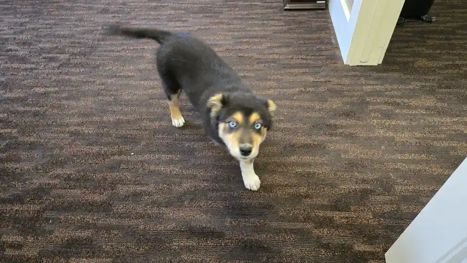 Meet my quirky new office sidekick!