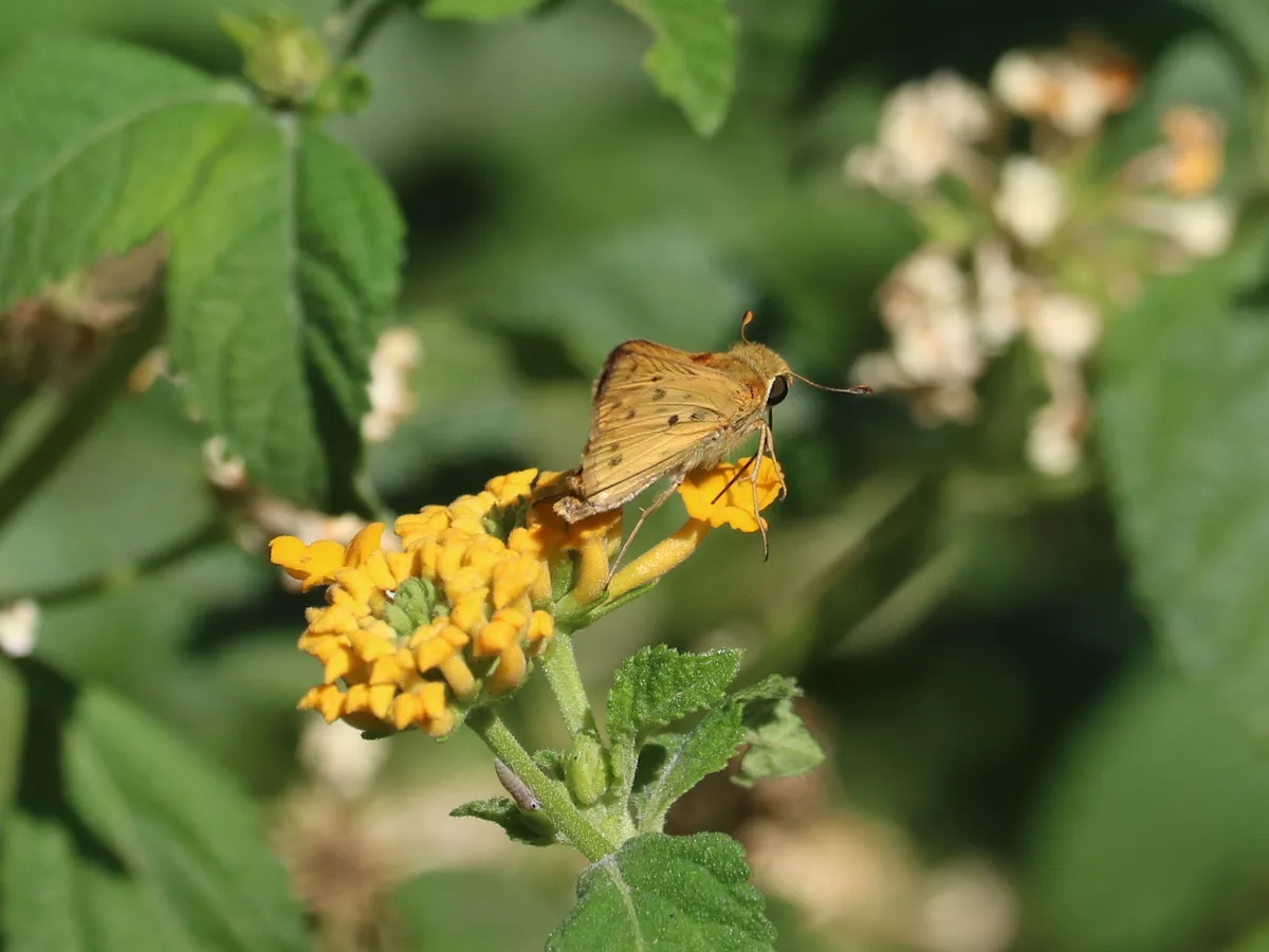 A Beautiful Collection of Butterflies and Moths