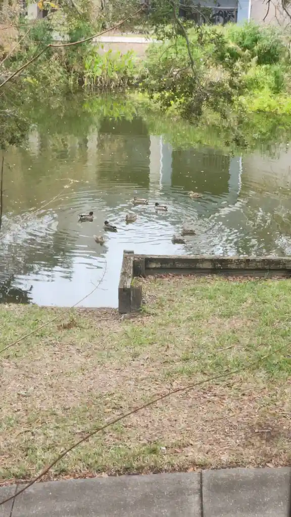 A group of ducks swims in a tight circle in a calm pond, creating ripples around them. The pond is bordered by grassy banks…
