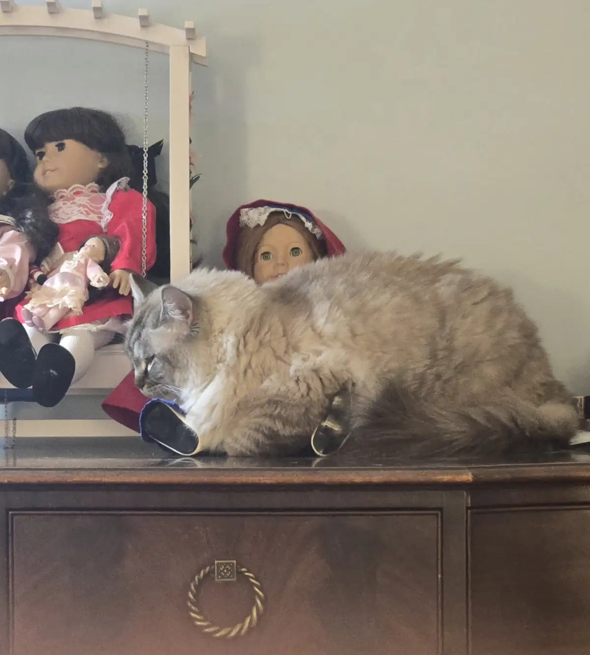 A fluffy, long-haired cat is lying on a wooden dresser, partially obscuring a doll wearing a red hat. The cat's head is near…