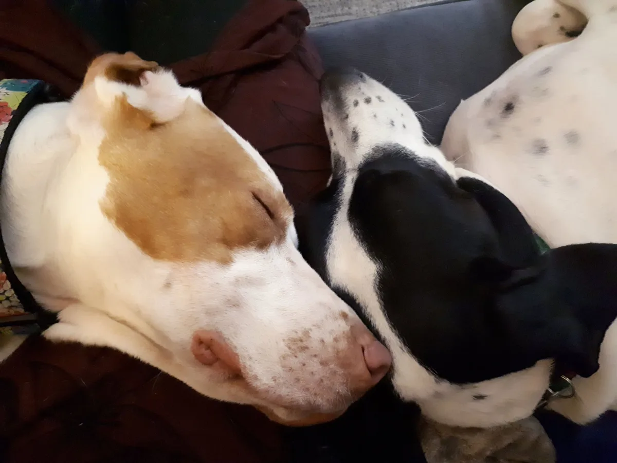 Time for a nap, ladies!