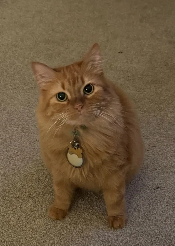 A fluffy orange tabby cat sits on a beige carpet, looking directly at the camera with wide, innocent eyes. It wears a collar…