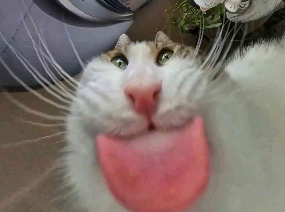 a close-up photo of a white and tan cat with green eyes looking directly at the camera, its pink tongue sticking out…