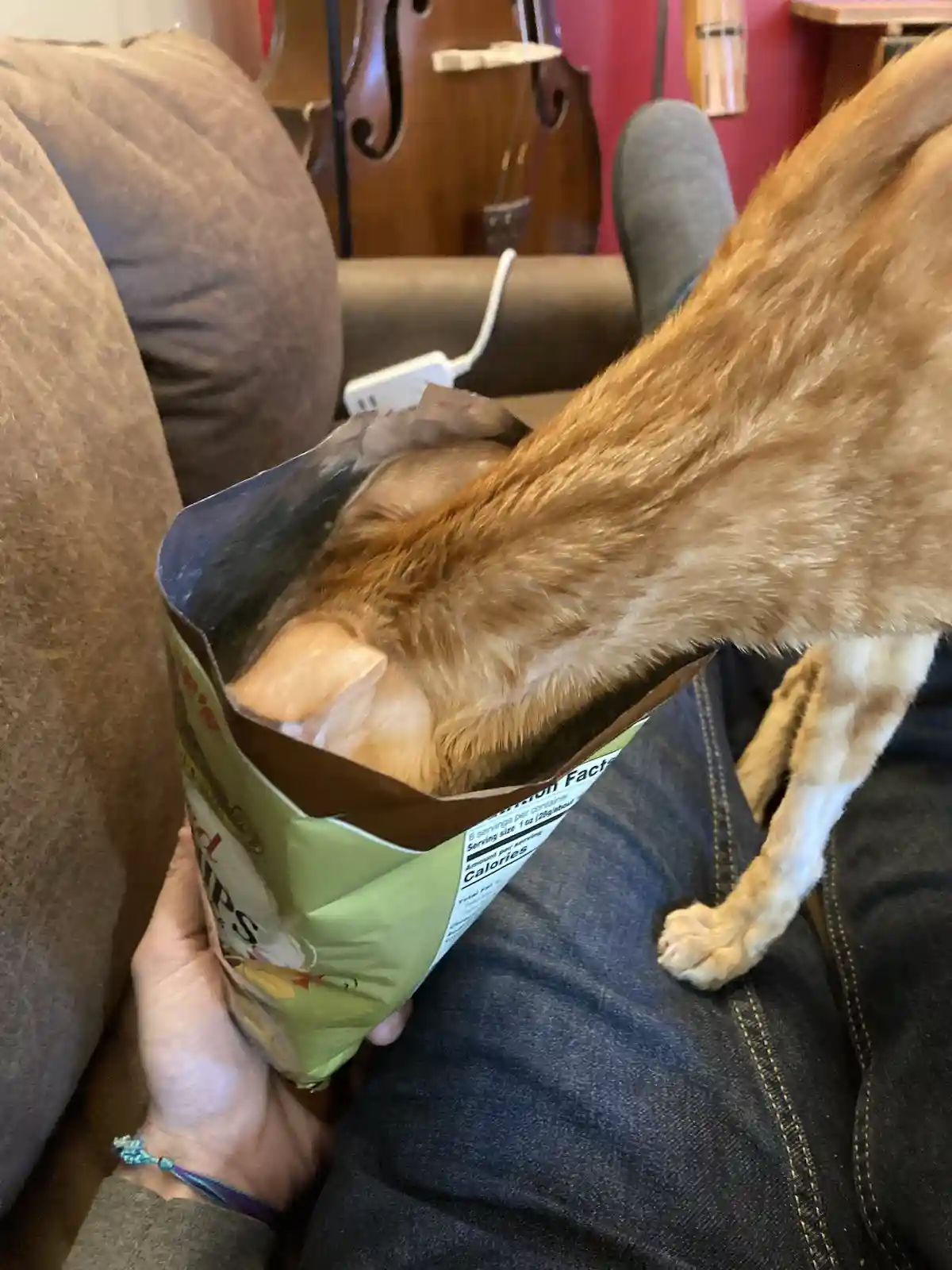 A ginger cat with white paws is seen with its head and neck inside an open bag of chips, held by a person wearing jeans. The…