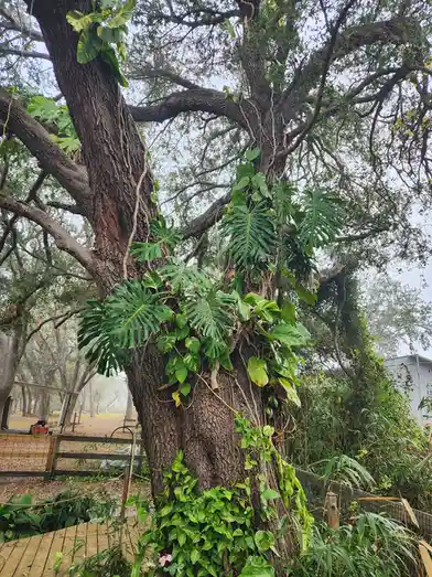 A large, gnarled tree with thick, textured bark is heavily covered in lush green climbing plants, including large-leafed…
