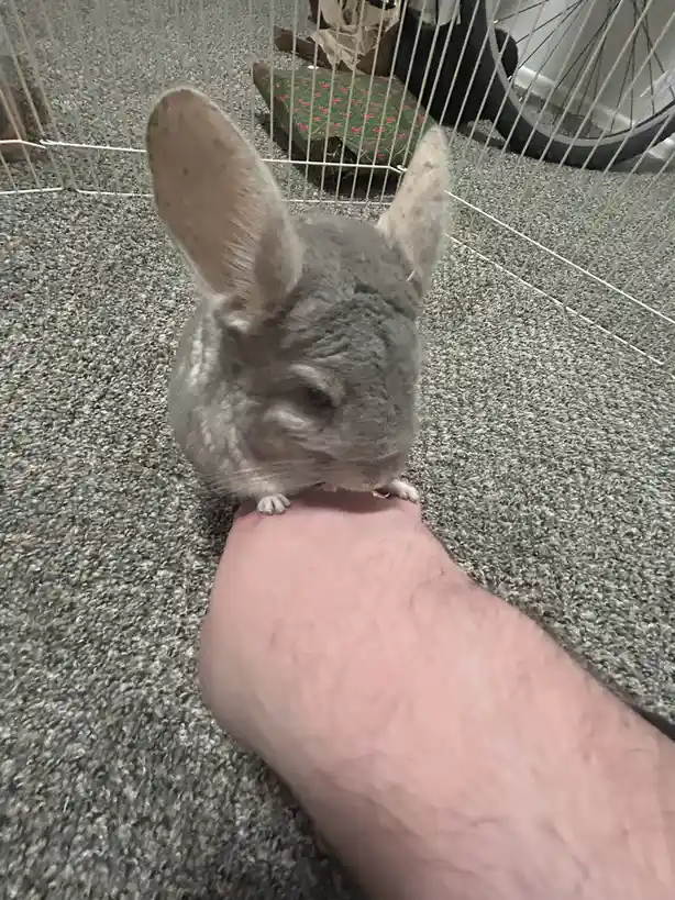 A grey chinchilla with large ears is perched on a person's hand, looking down at it, with a wire cage and carpeted floor…