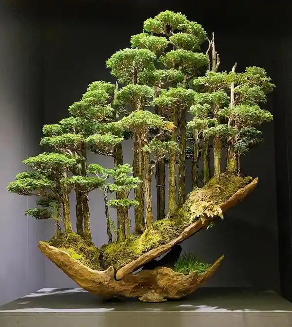 Enjoy This Beautiful Bonsai Tree for Your Relaxation