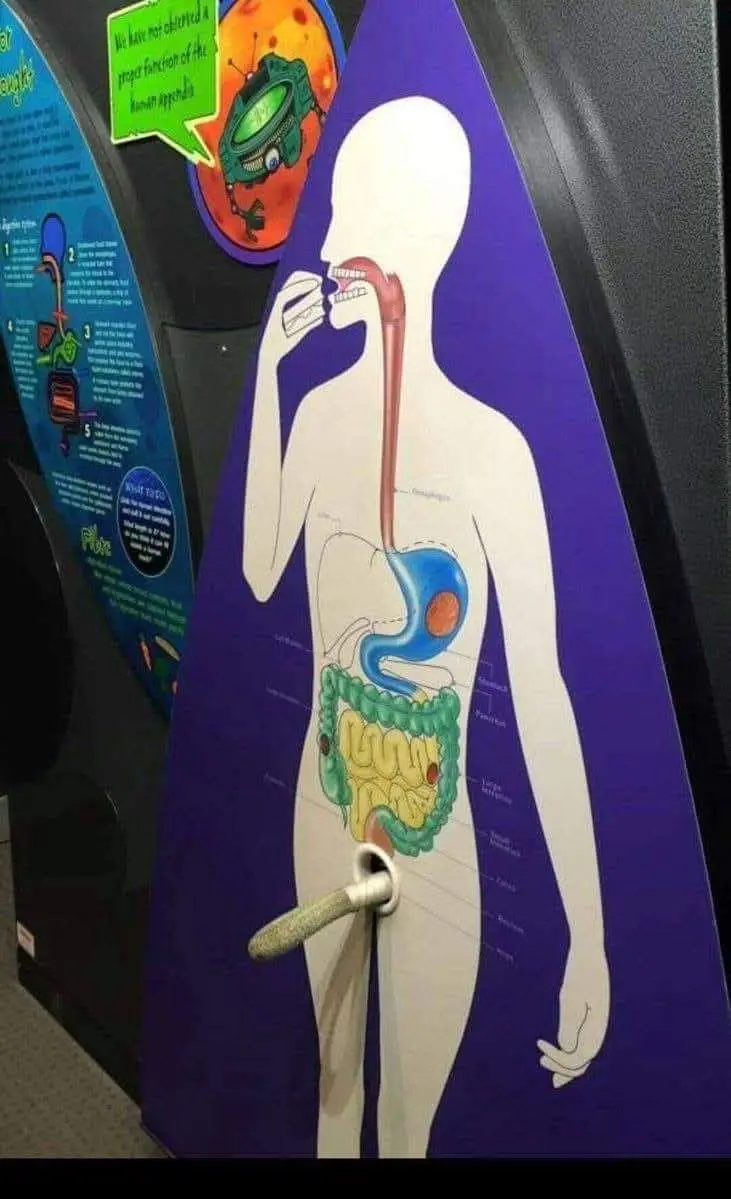 A museum exhibit shows a diagram of the human digestive system with a cartoon alien in a speech bubble saying 'We have not…