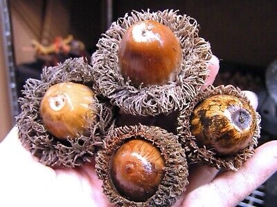 A close-up photo shows a person's hand holding several acorns, some still in their spiky caps, others exposed. The acorns…