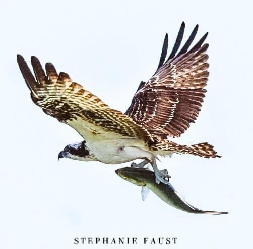 An osprey with brown and white feathers is captured mid-flight against a pale sky, wings spread wide, clutching a silvery…