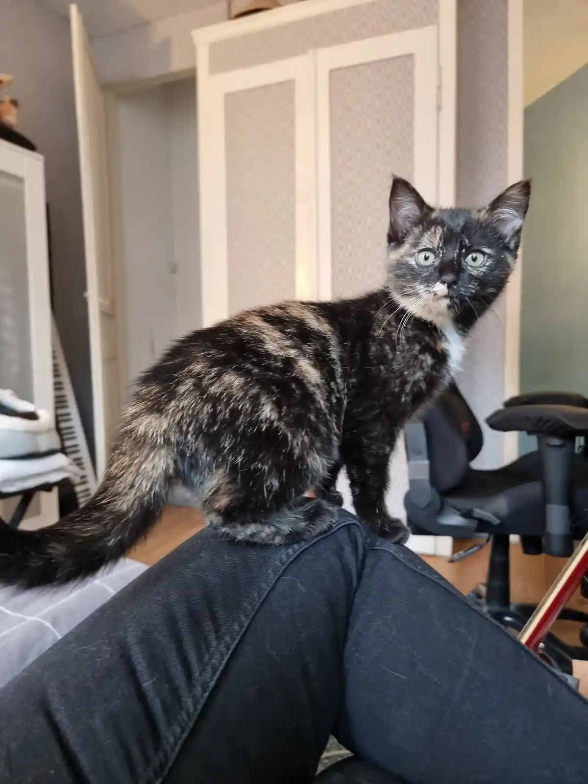 A tortoiseshell cat with green eyes stands alertly on a person's lap, looking directly at the camera with a serious…