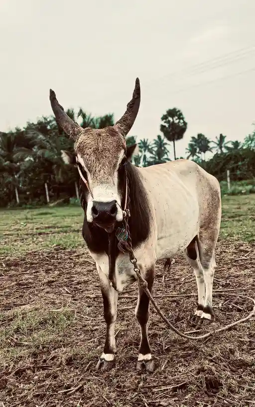 A close-up photo of a large, horned zebu cow standing in a field with dry grass and palm trees in the background. The cow…
